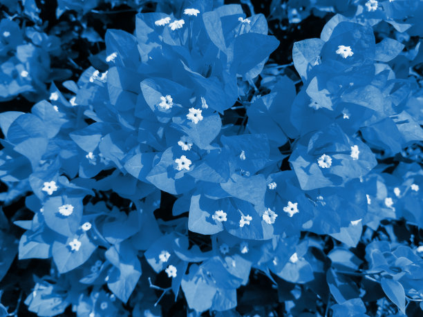 蓝色叶子花