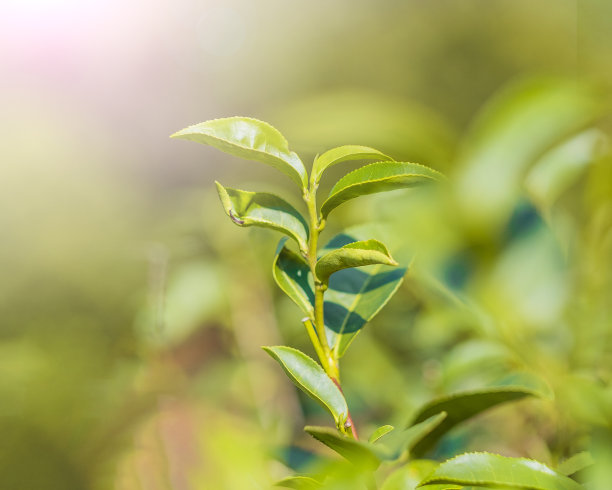 茶园晨曦