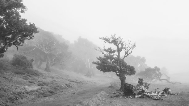 雨林的云雾