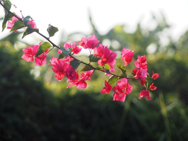 三角梅,花卉,花儿,花草,植物