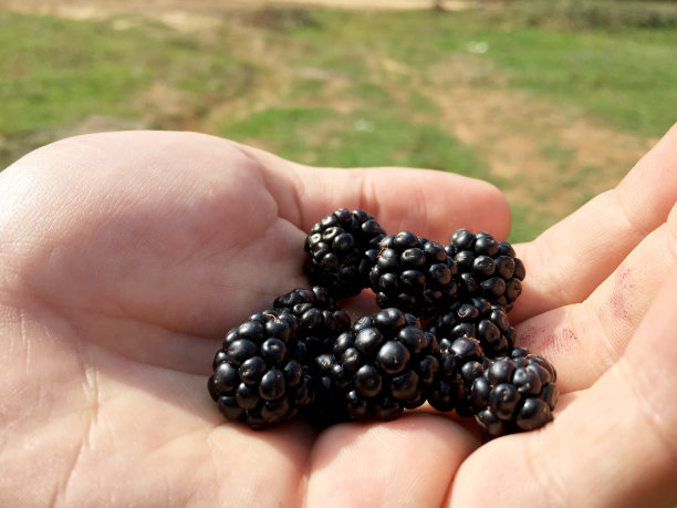 新鲜黑树莓