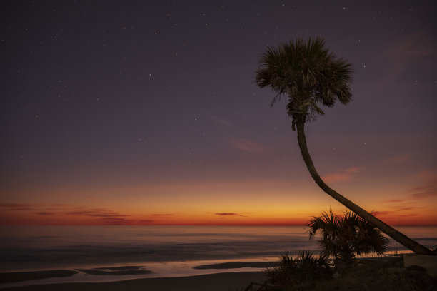 夜空下的棕榈树