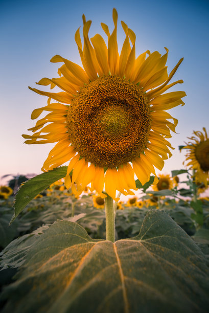 向日葵田户外