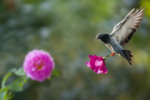 鸽子花