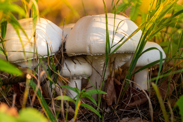 湿蘑菇
