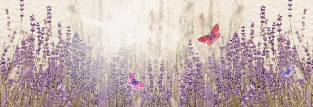 紫色 花朵 蝴蝶 粉色 小花