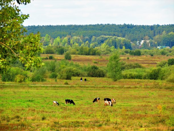 奶牛草原风景