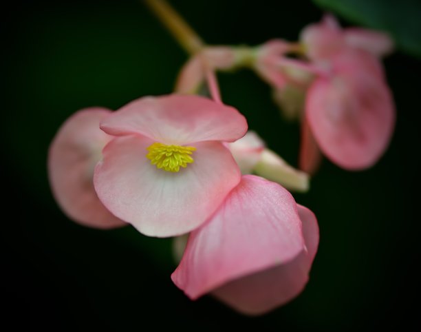 粉红睡莲花