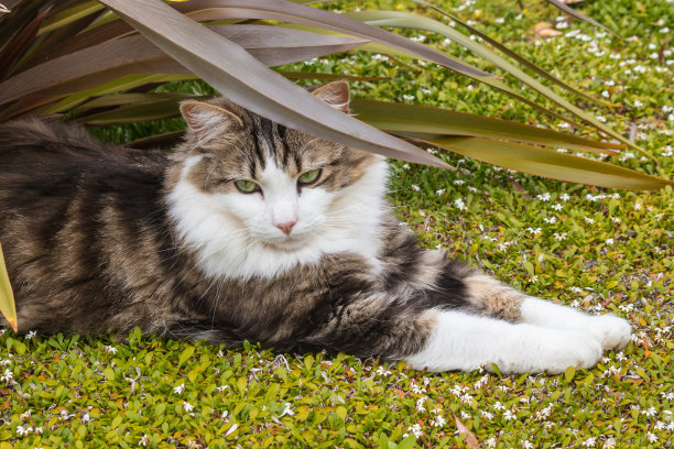 躺着的布偶猫,猫咪,宠物猫