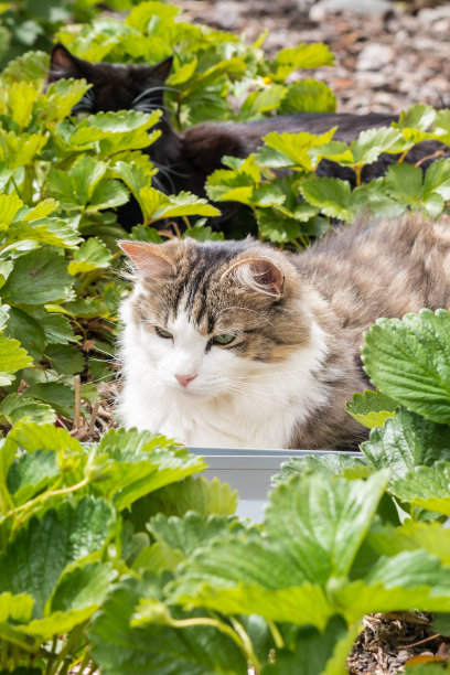 躺着的布偶猫,猫咪,宠物猫