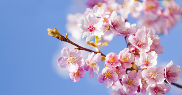 樱花高清特写