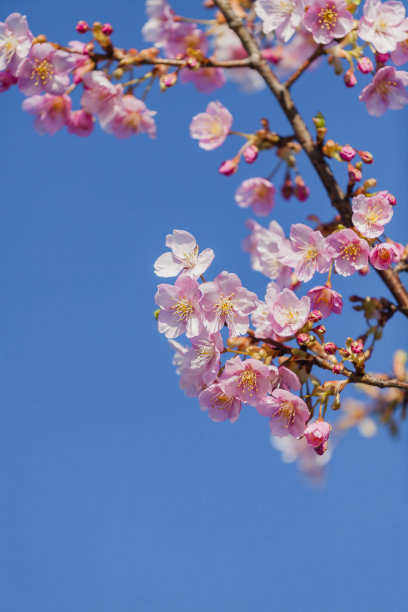 樱花高清特写