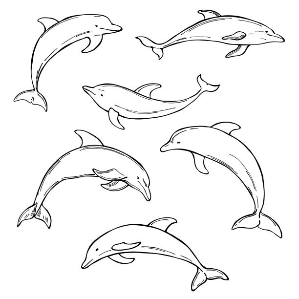 卡通海豚图片