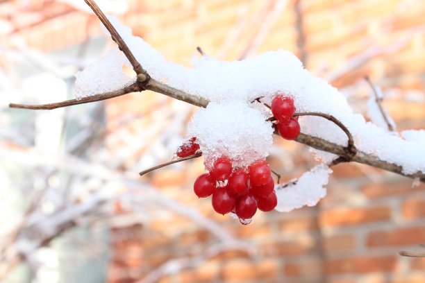 冰雪中的果实