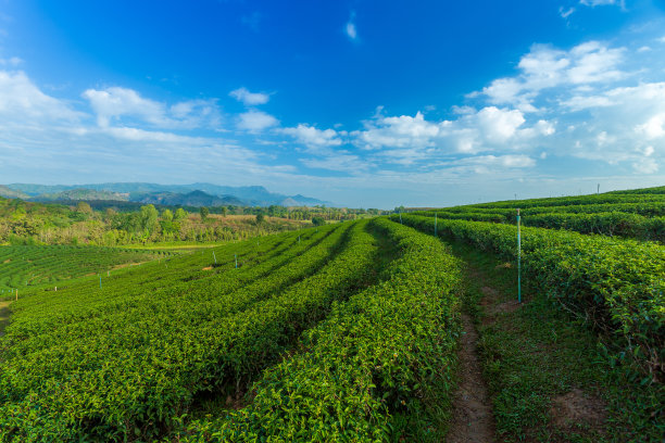 茶园绿茶春茶茶叶