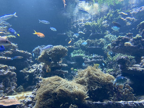 水族馆水草海底世界