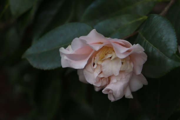 粉色茶花开花