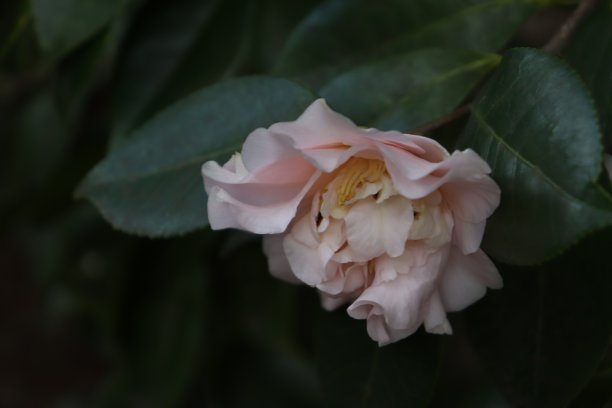 茶花特写