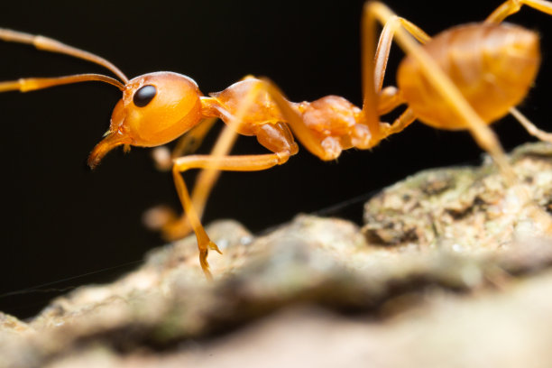 巨型蚂蚁