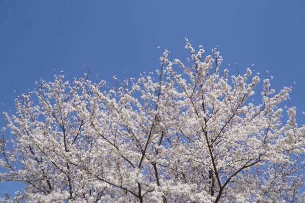 鲜花拼花