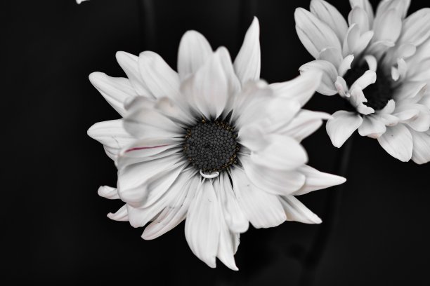 简约白色雏菊