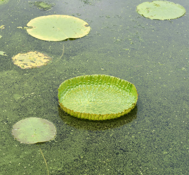 圆盘花坛