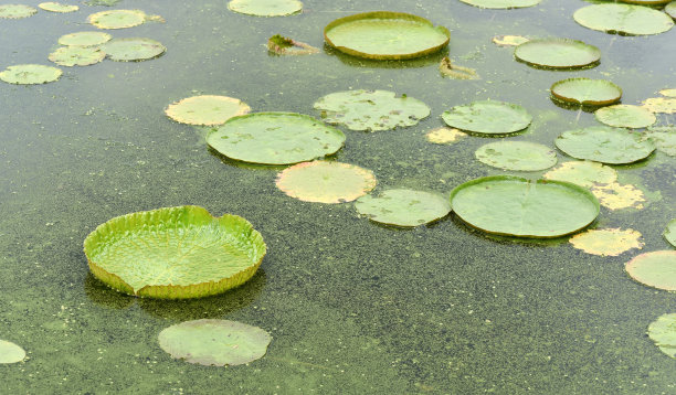 圆盘花坛