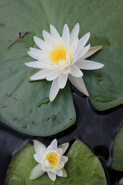 莲花标识荷花标识