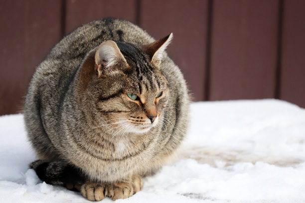 一只白色的流浪猫