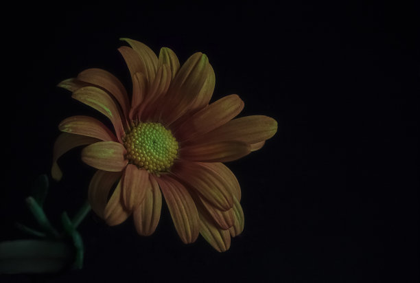 黑底花卉图案