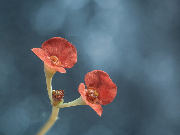 蓝天和紫花