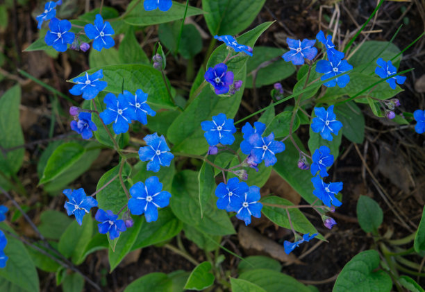 河边花田