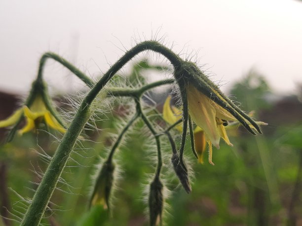 鲜黄色花