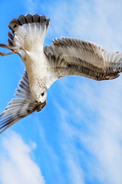 天空中展翅的海鸥