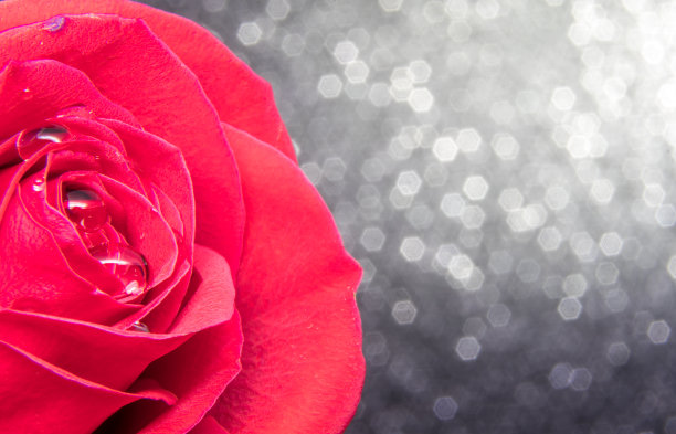 红色玫瑰花抠图素材