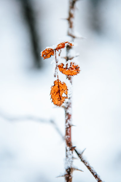 雪地树木图片