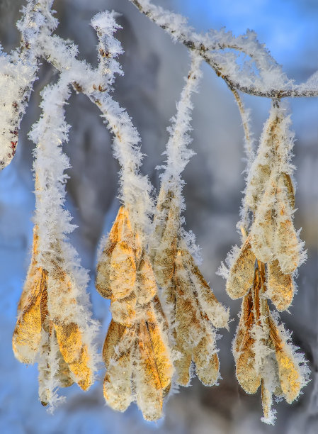 白色背景上的蓝色雪花-冬季圣诞装饰