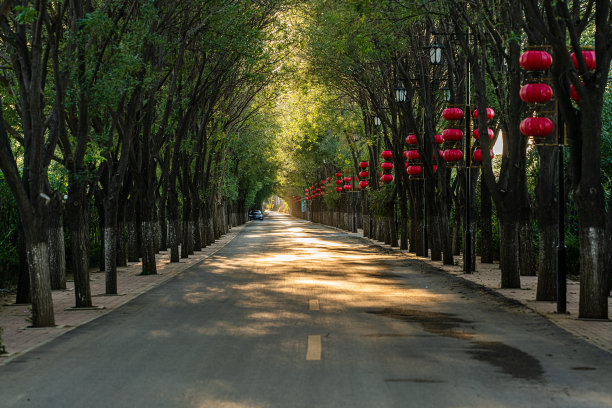 一排树木的道路