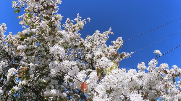 金黄樱花树叶