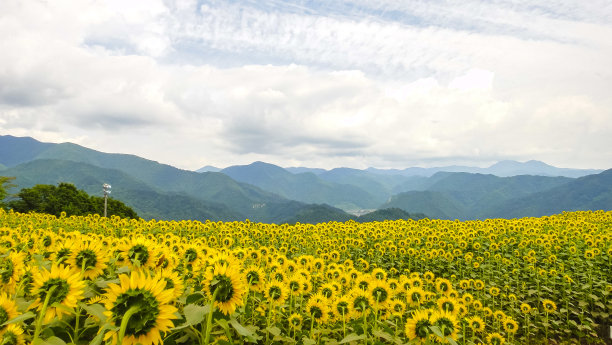 山和小黄花