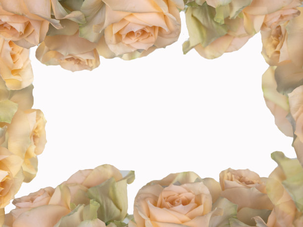 玫瑰花底纹边框素材