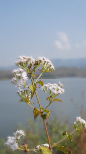 独花