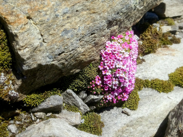野花与石头