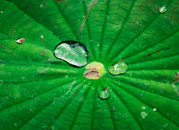 雨后荷花