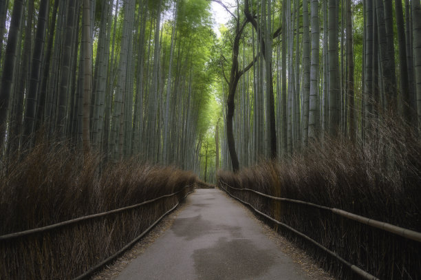 竹林风景图片