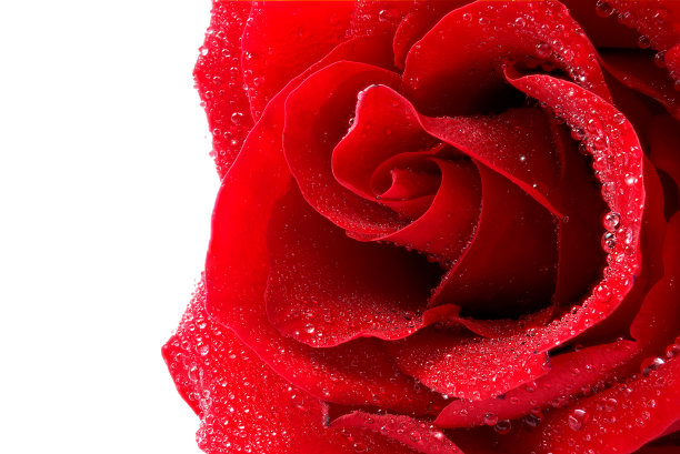 旁边红玫瑰花
