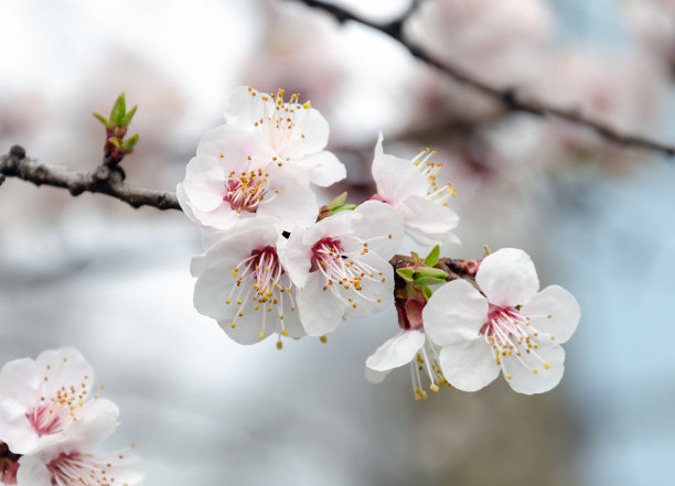 满枝花开