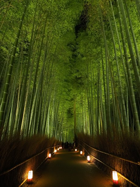 竹林风景