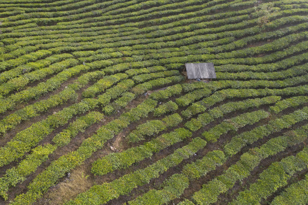 中国白茶产地