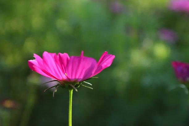 粉红睡莲花